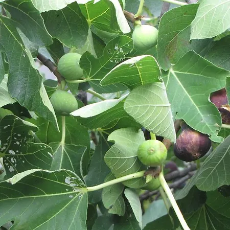 Posa Korita